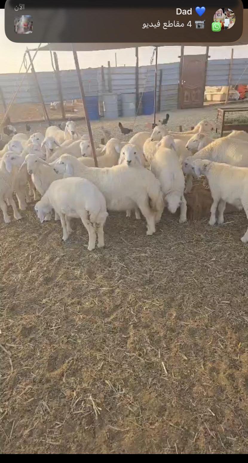 سواكني حمري تربيه