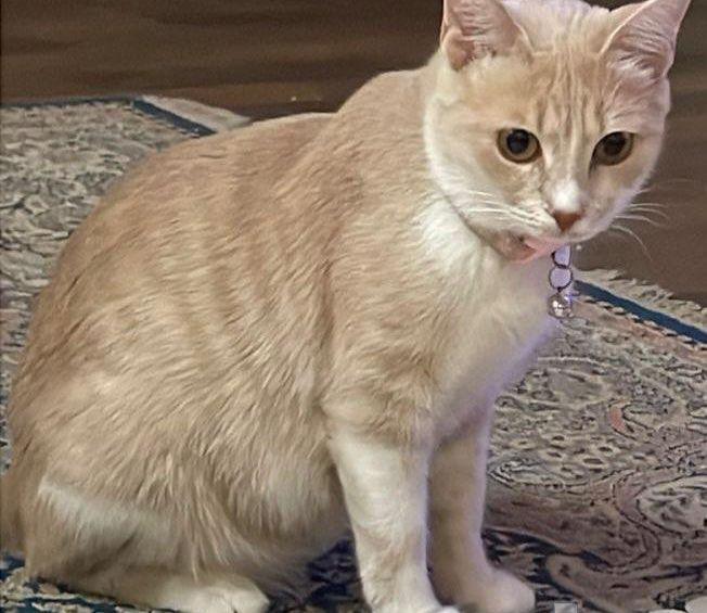 قطه مفقوده