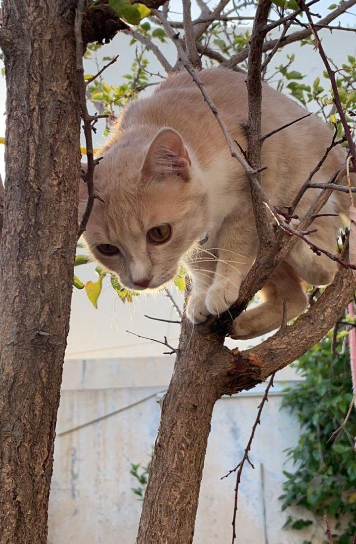 قطه مفقوده