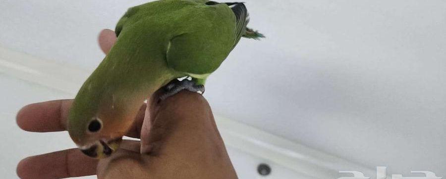 ببغاء روز اليف