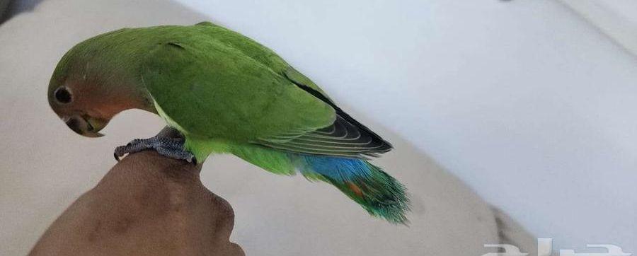 ببغاء روز اليف