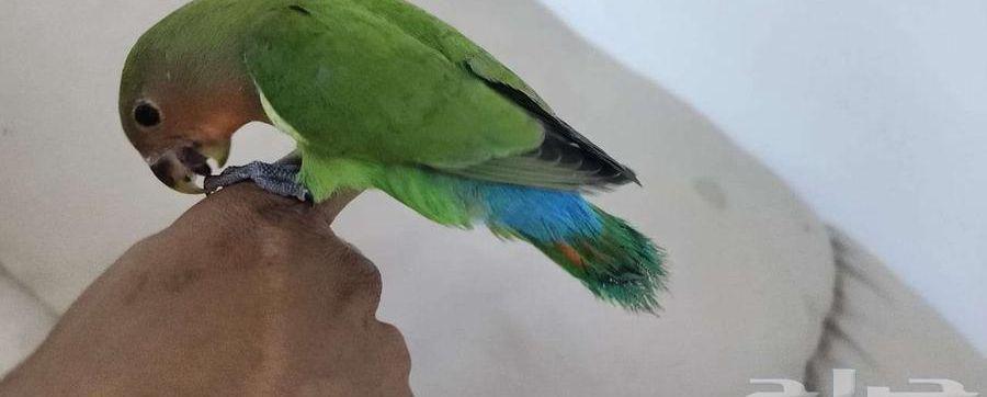 ببغاء روز اليف