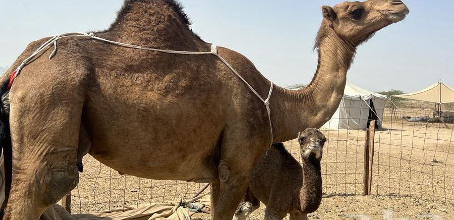 ناقه ساحليه خلفه