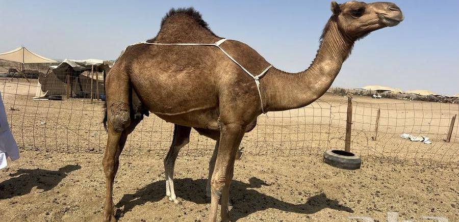 ناقه ساحليه خلفه