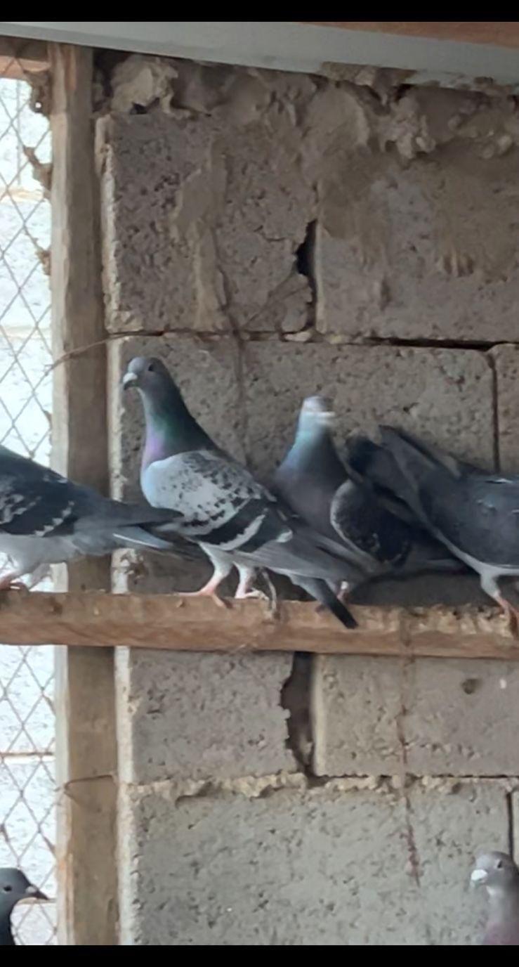 حمام زاجل سباق