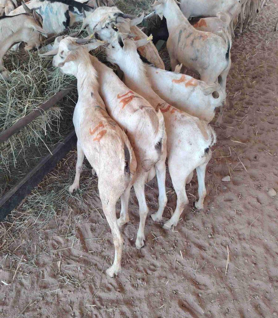 لعملاء فرع تبوك