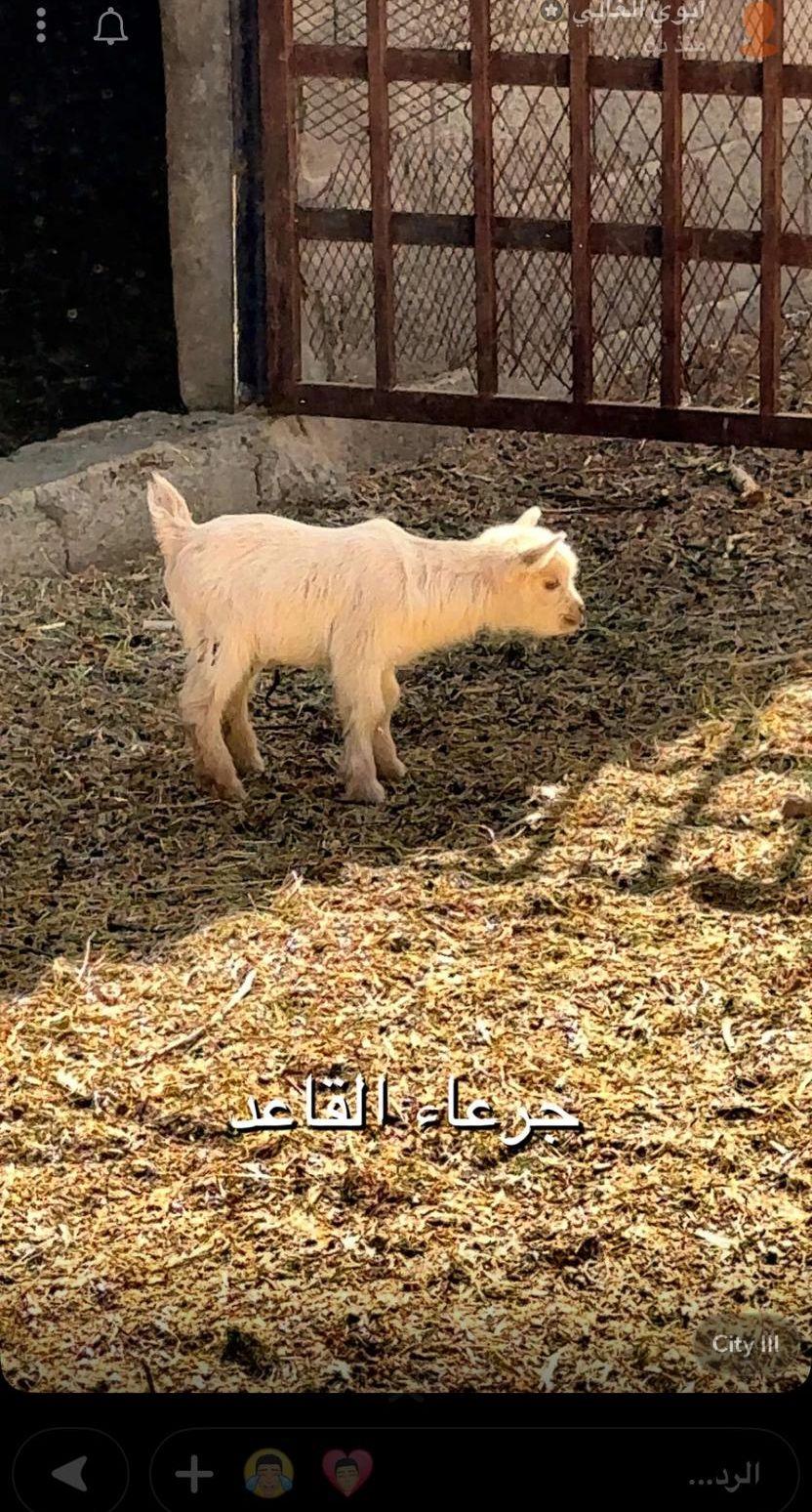 تيس قزمي