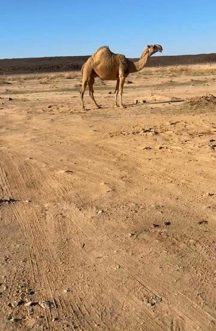 للبيع شقحاء خلفه.