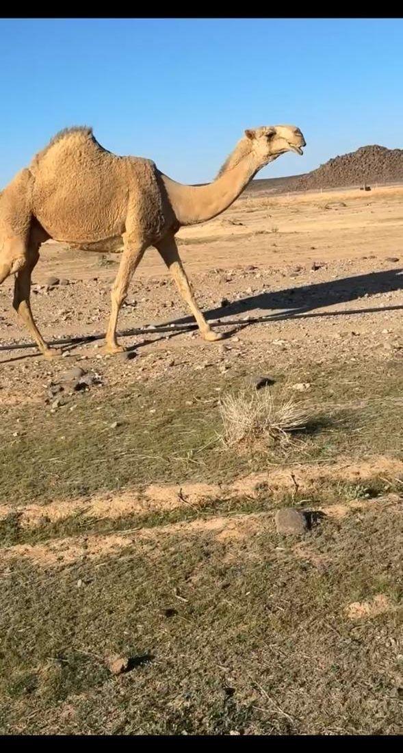 للبيع شقحاء خلفه.