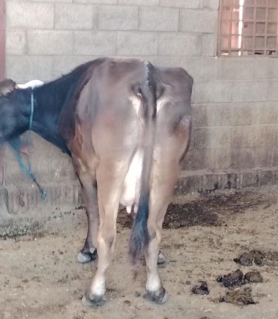 بقره سويسريه ام