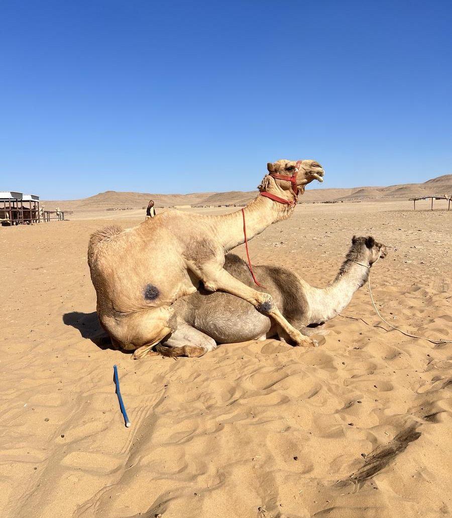 ناقه مهجنه