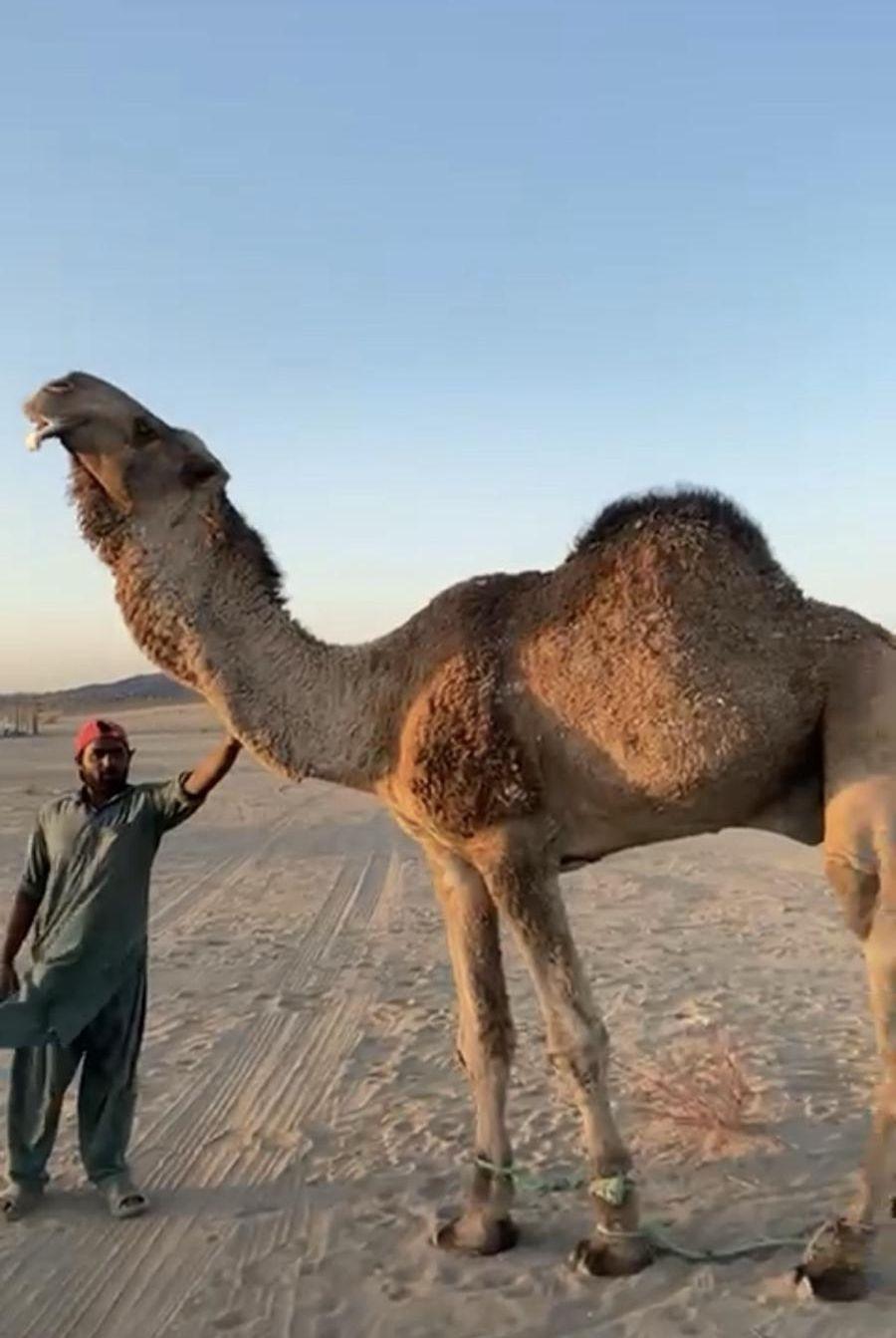 بعير فحل