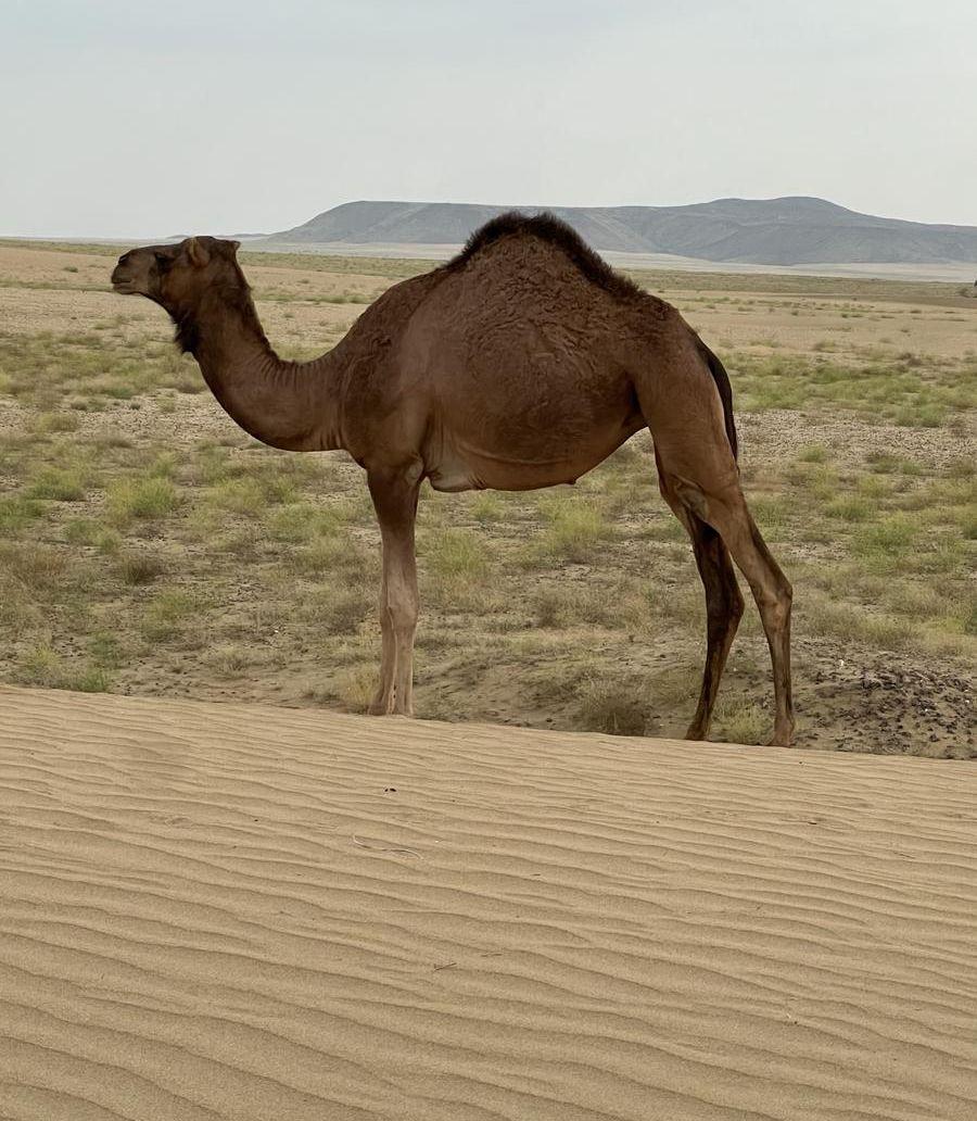 القنفذه  