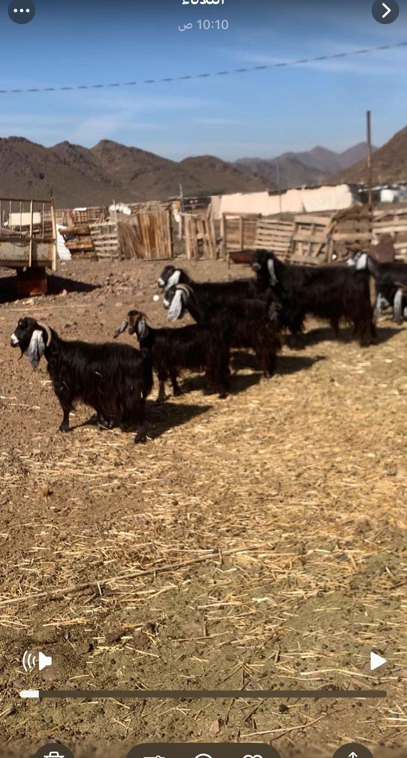 معزا مولده