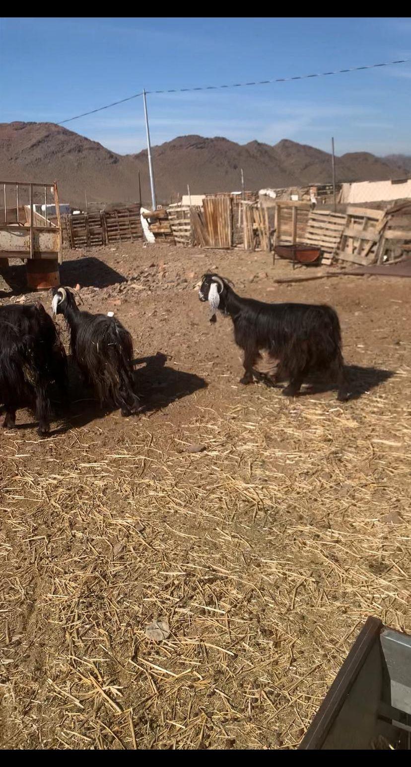معزا مولده