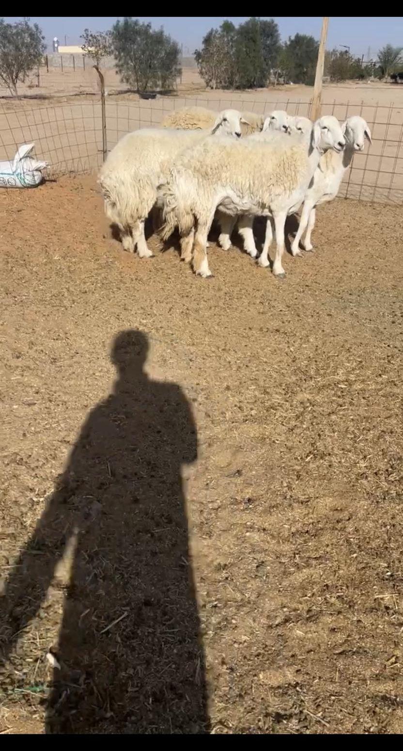 غنم حرية صنف
