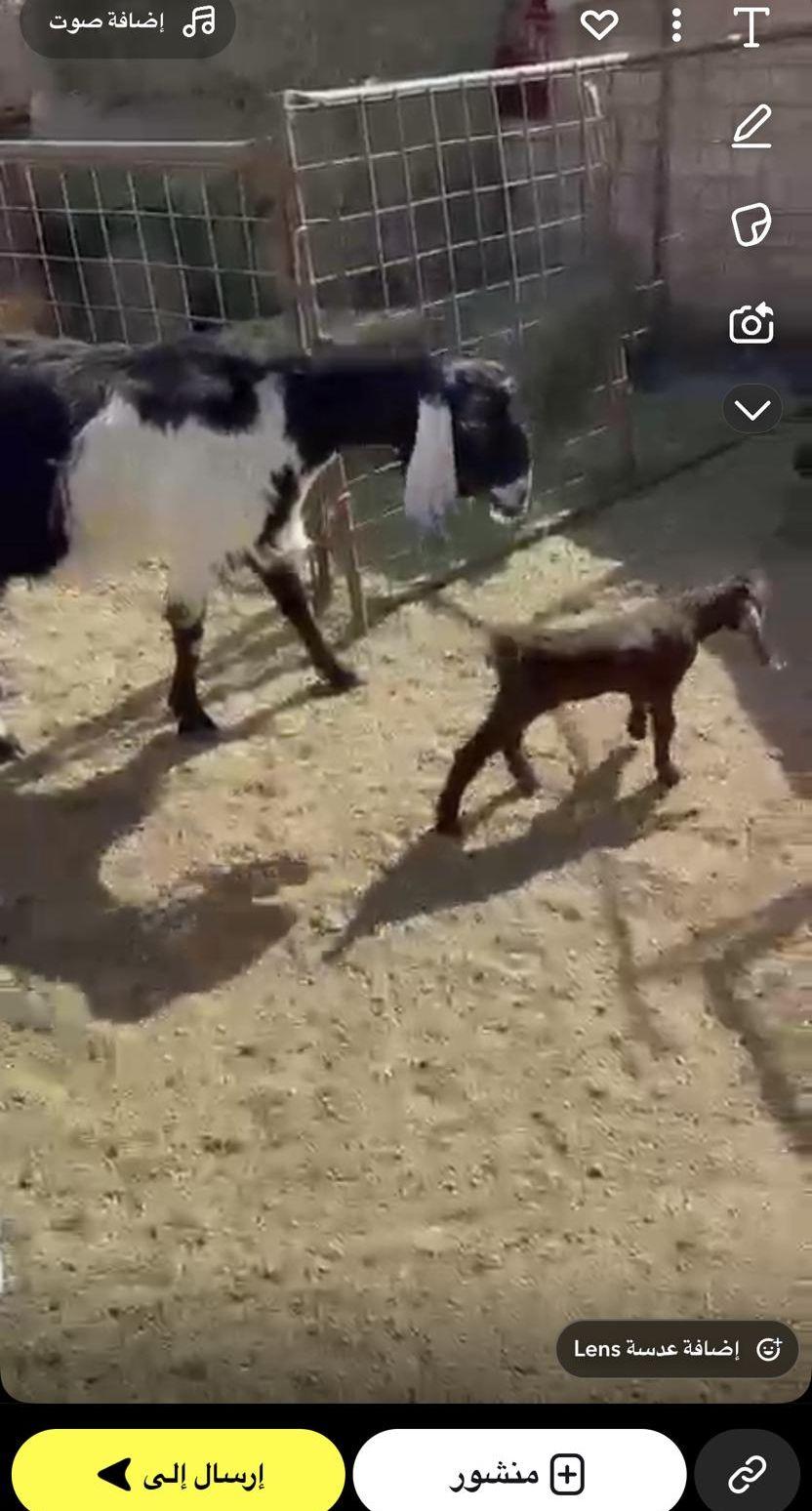 عنز للبيع تحتها