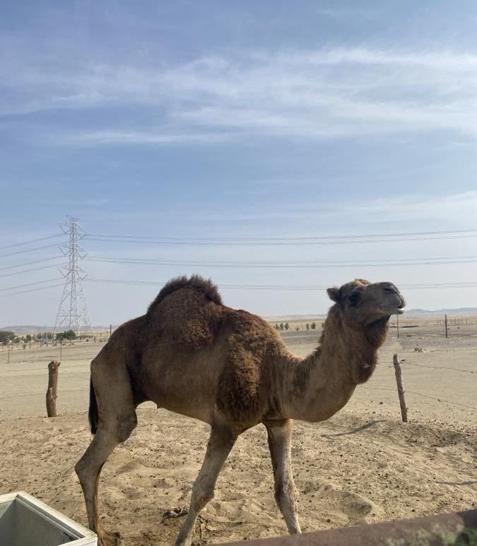جمل للبيع.
