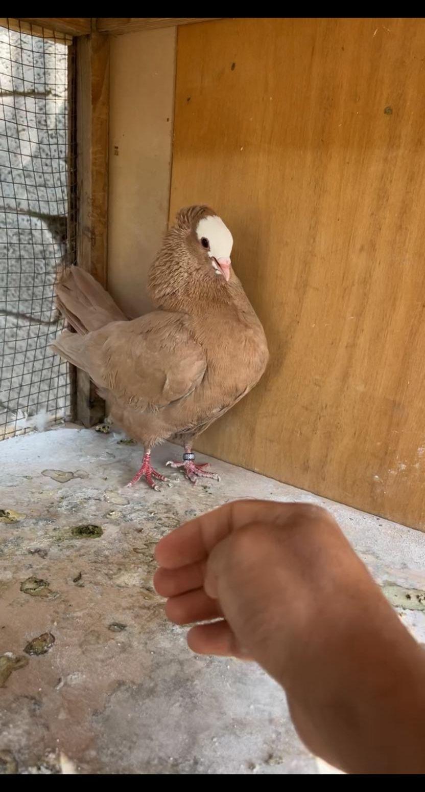 مطلووب حمام هزاز