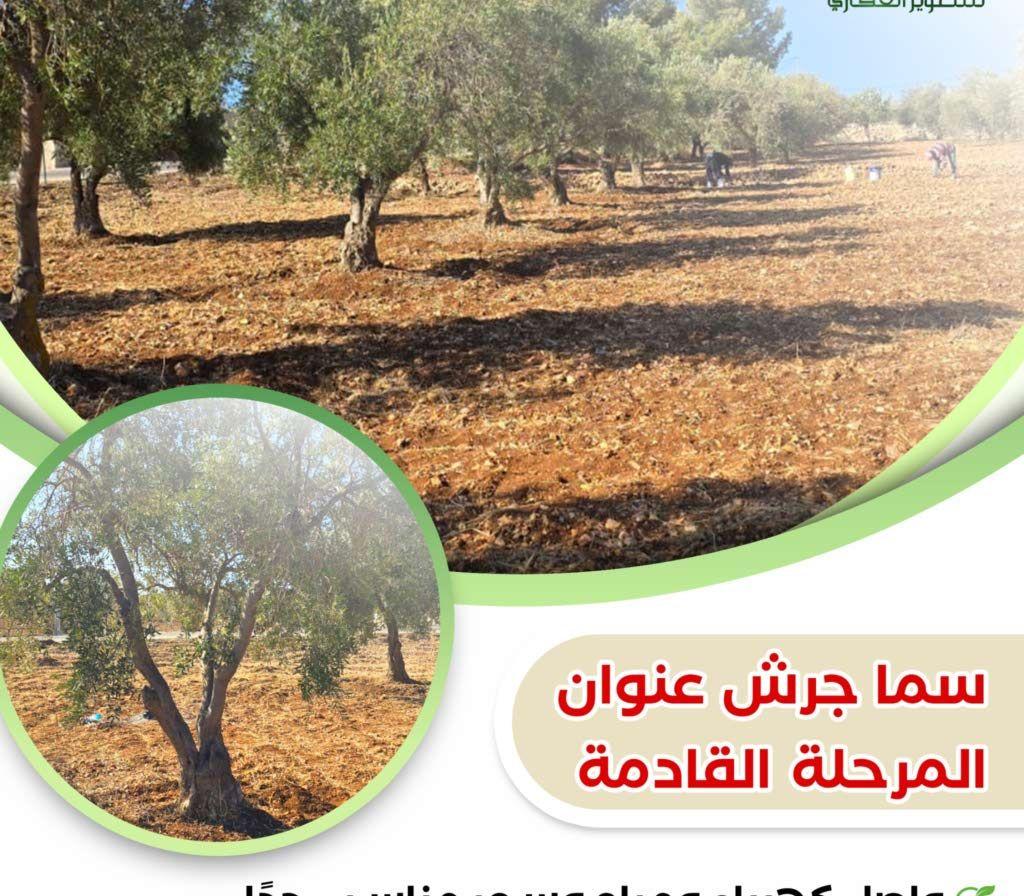 مزرعه زيتون منتجه