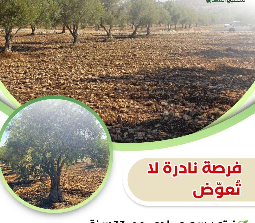 مزرعه زيتون منتجه