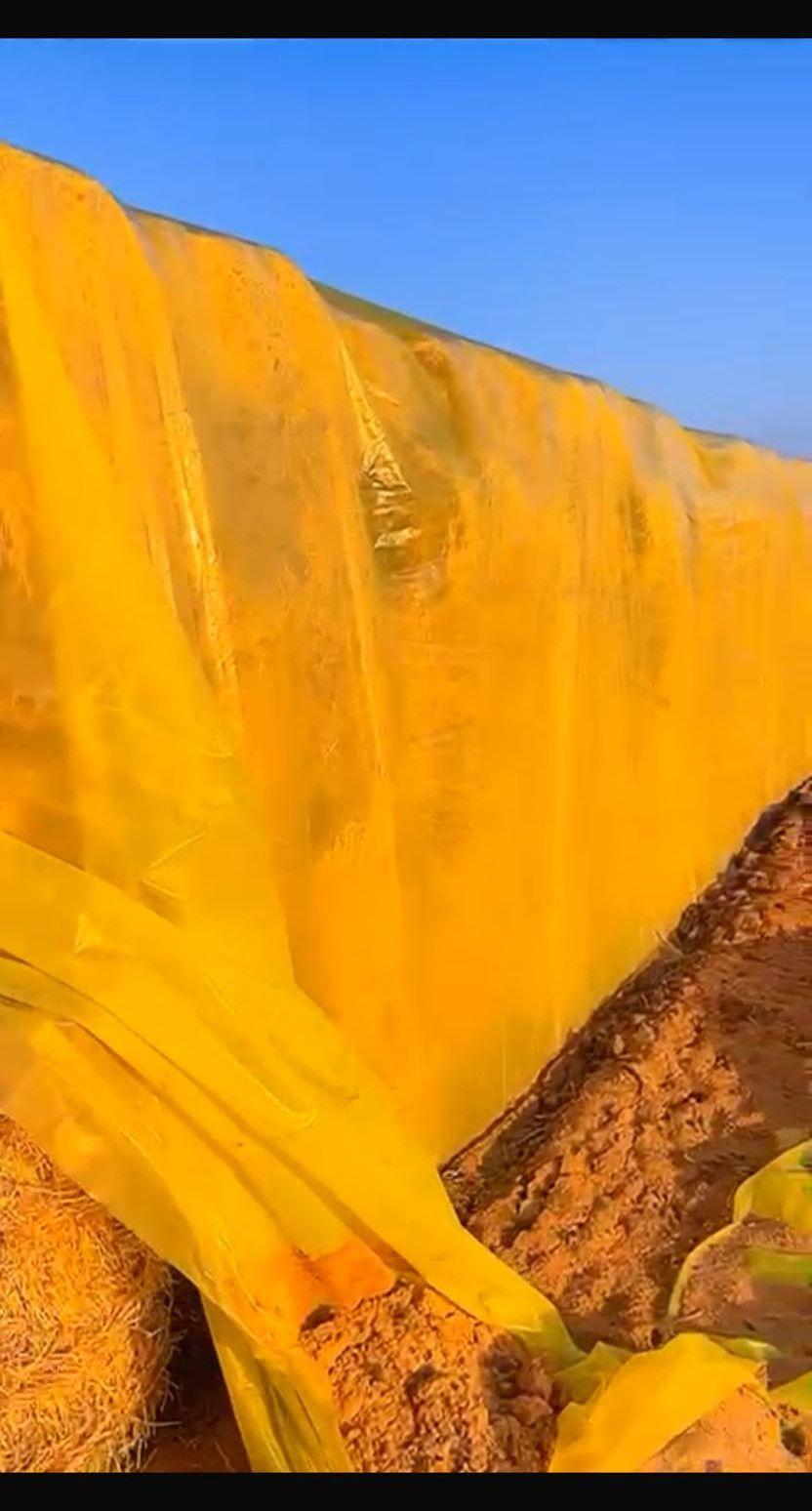 اعلاف برسيم