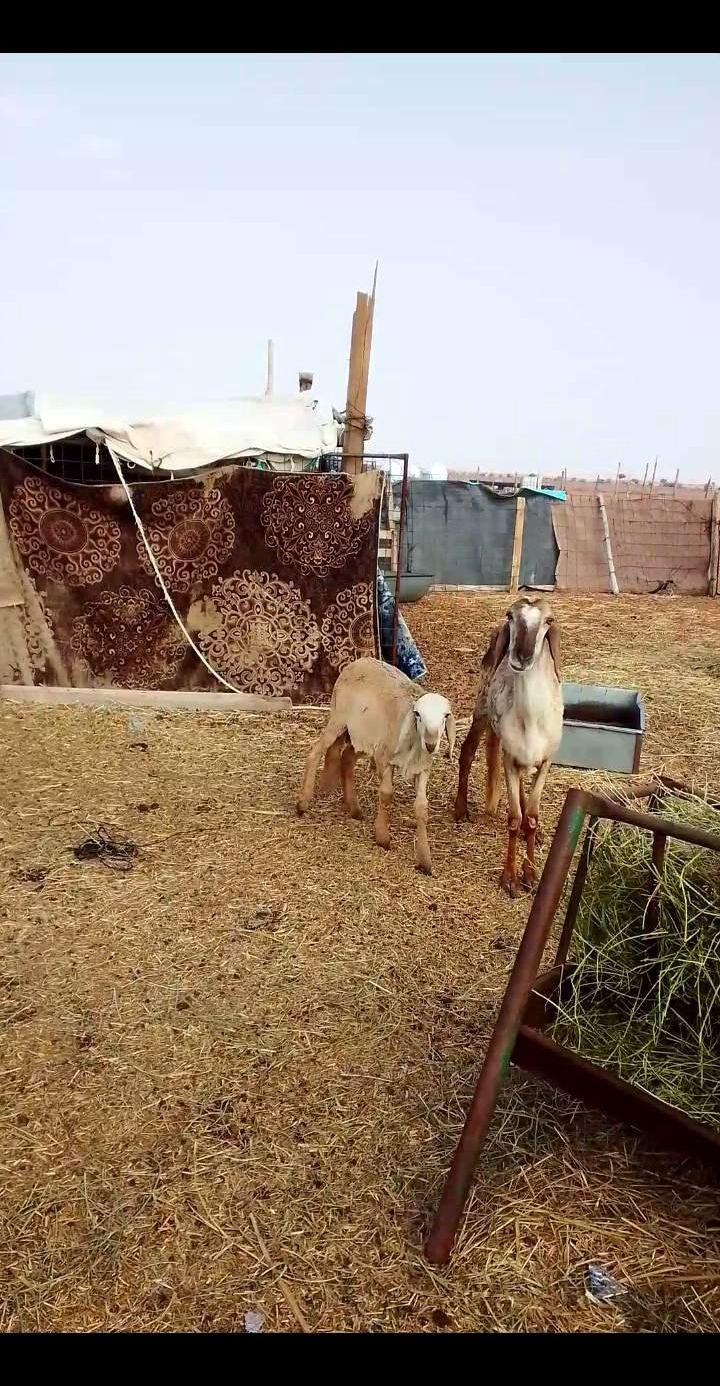 يوجد طلي سوكني