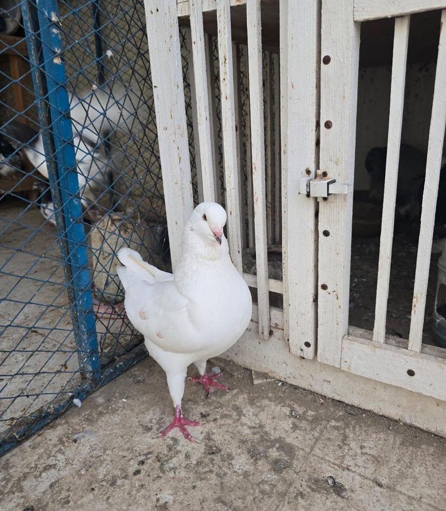 حمام