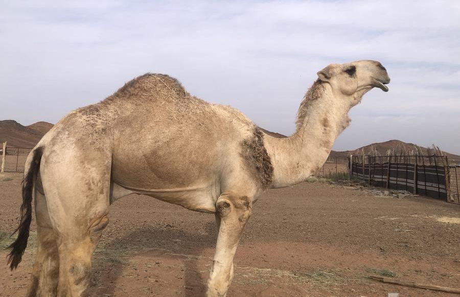 بعير للبيع شرط