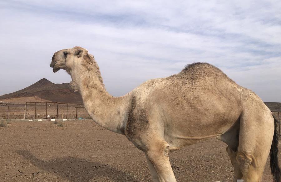 بعير للبيع شرط
