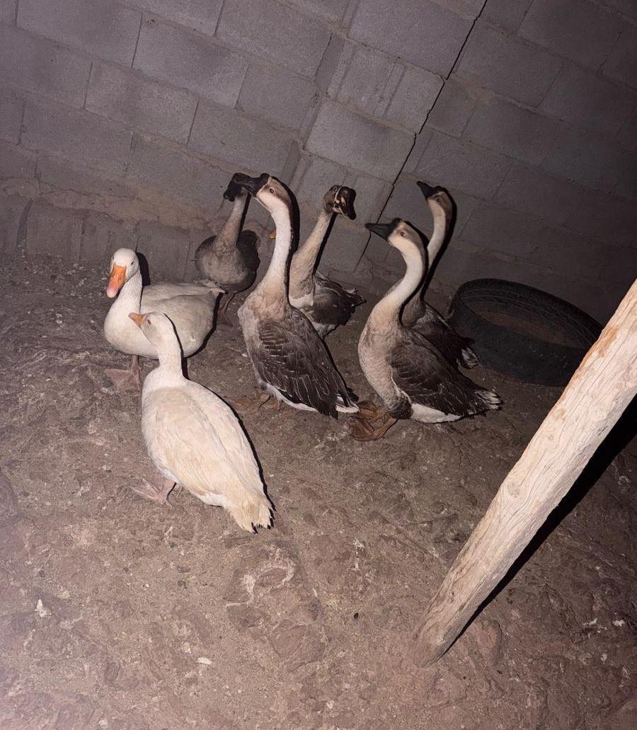 وز عراقي