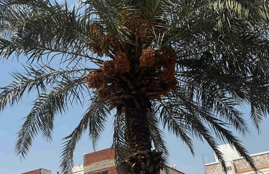 معلم قص شجر