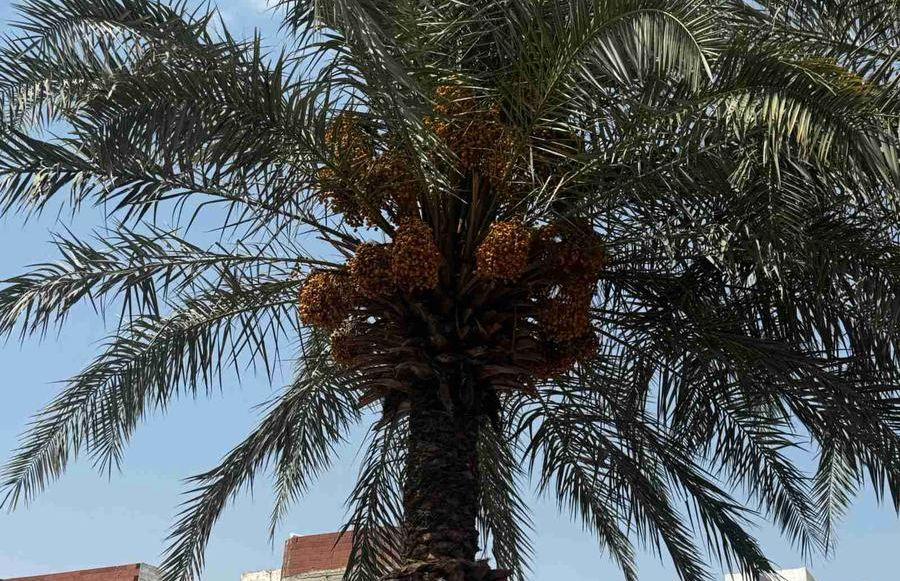 معلم قص شجر