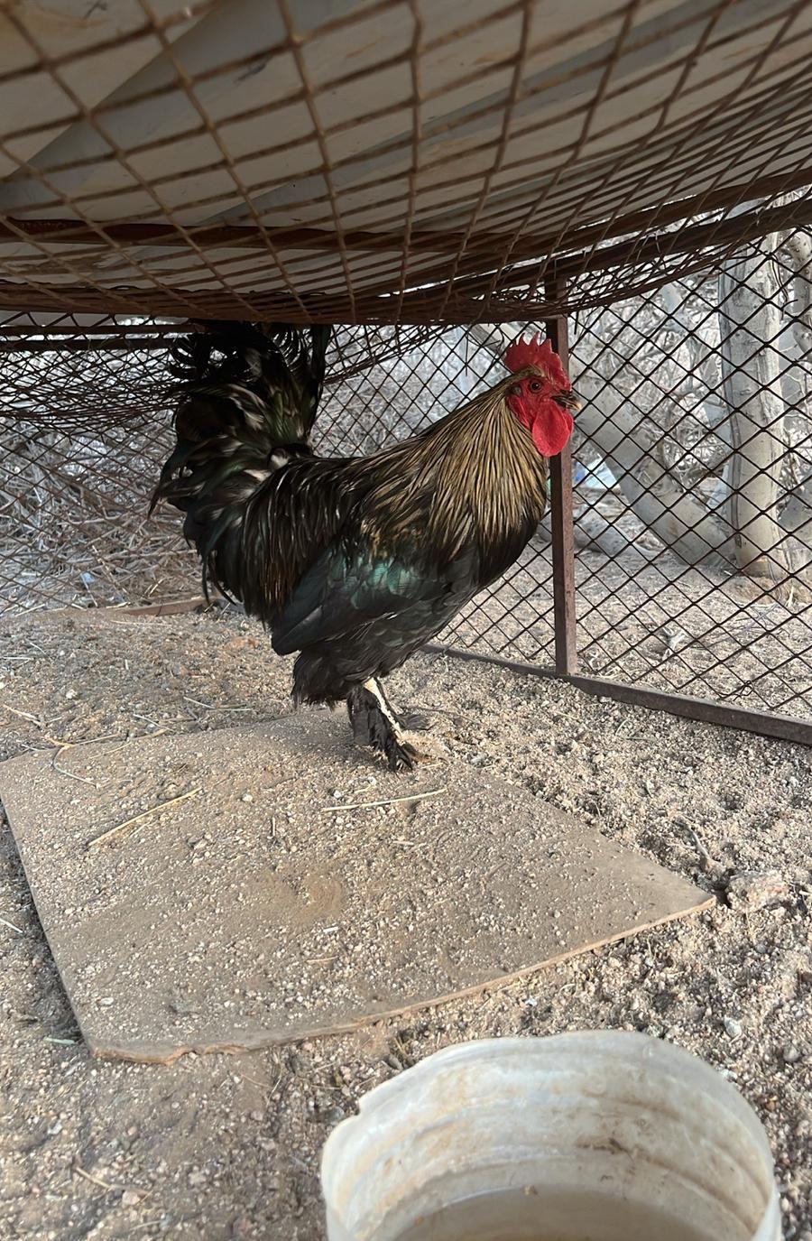 ديكه مهجنه