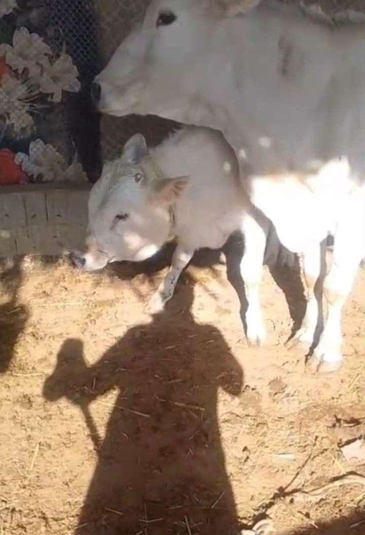 بقره للبيع