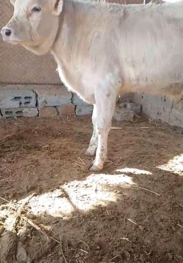 بقره للبيع