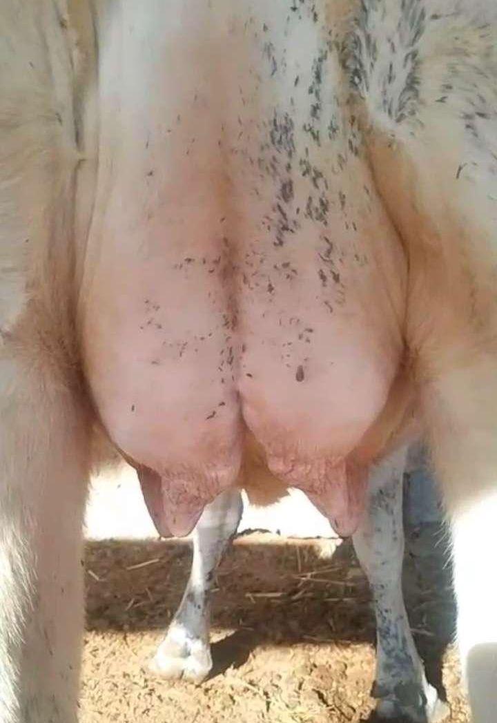 بقره للبيع
