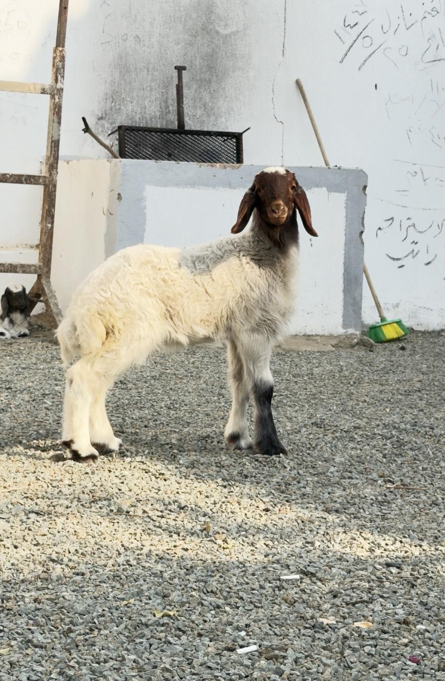 رخال نعيمي