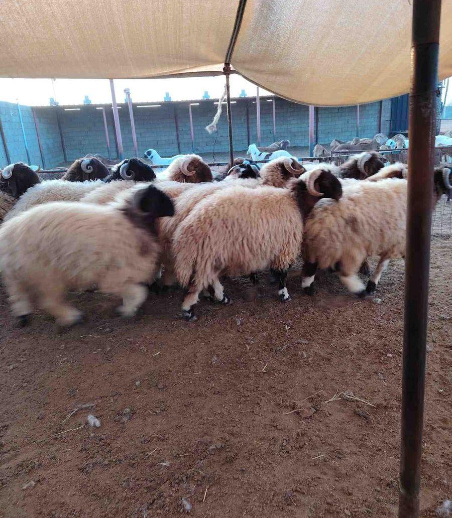 خرفان نعيم ونجد
