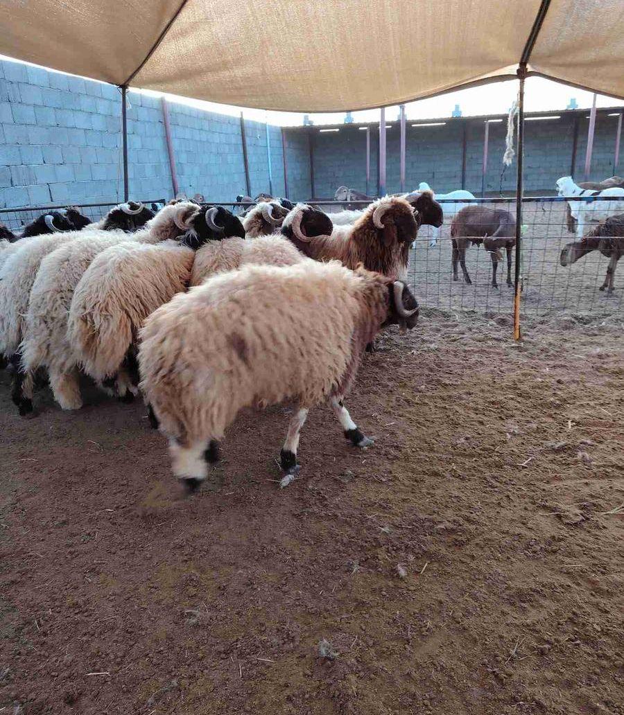 خرفان نعيم ونجد