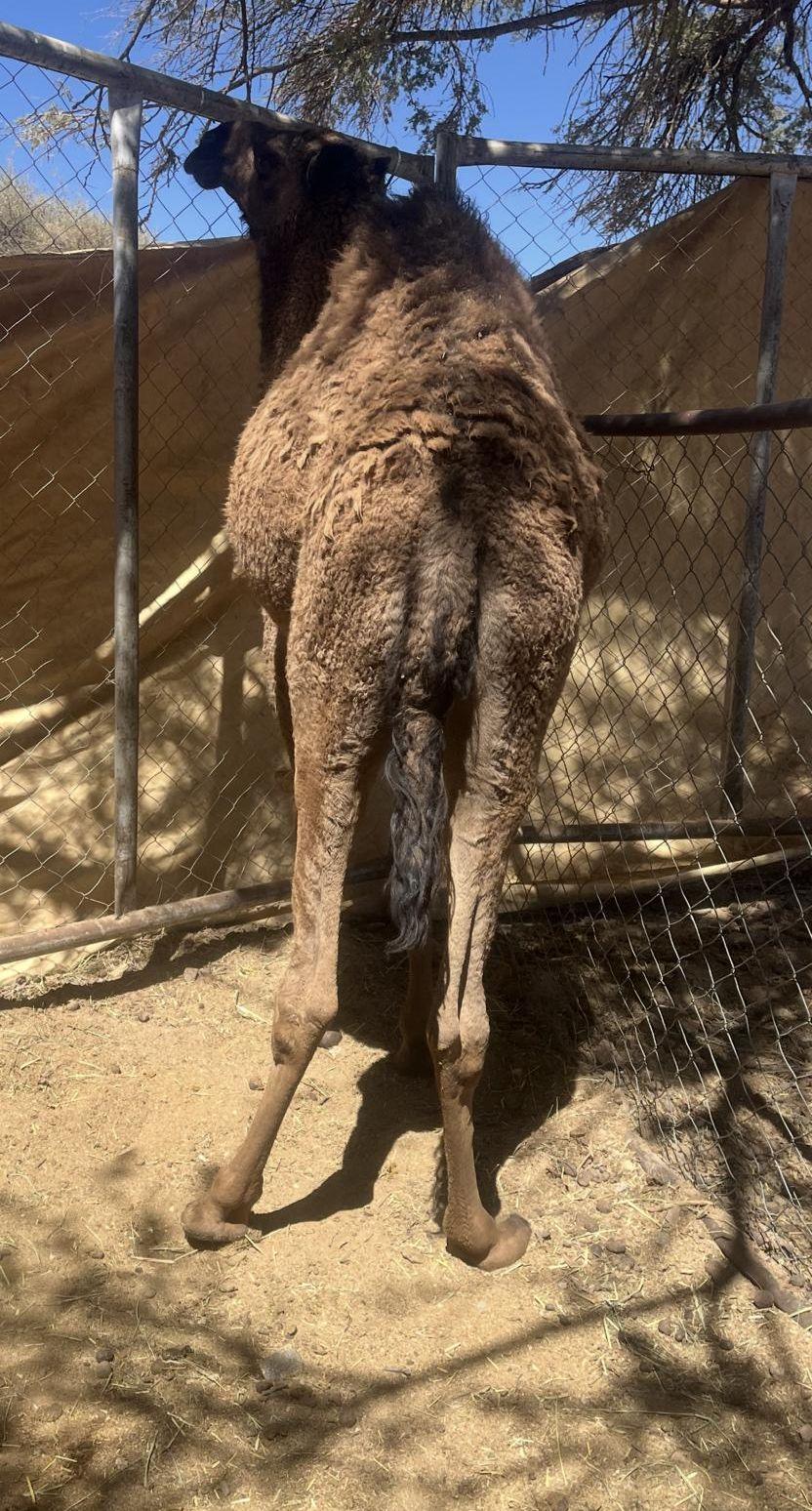 بكره مفروده للبيع