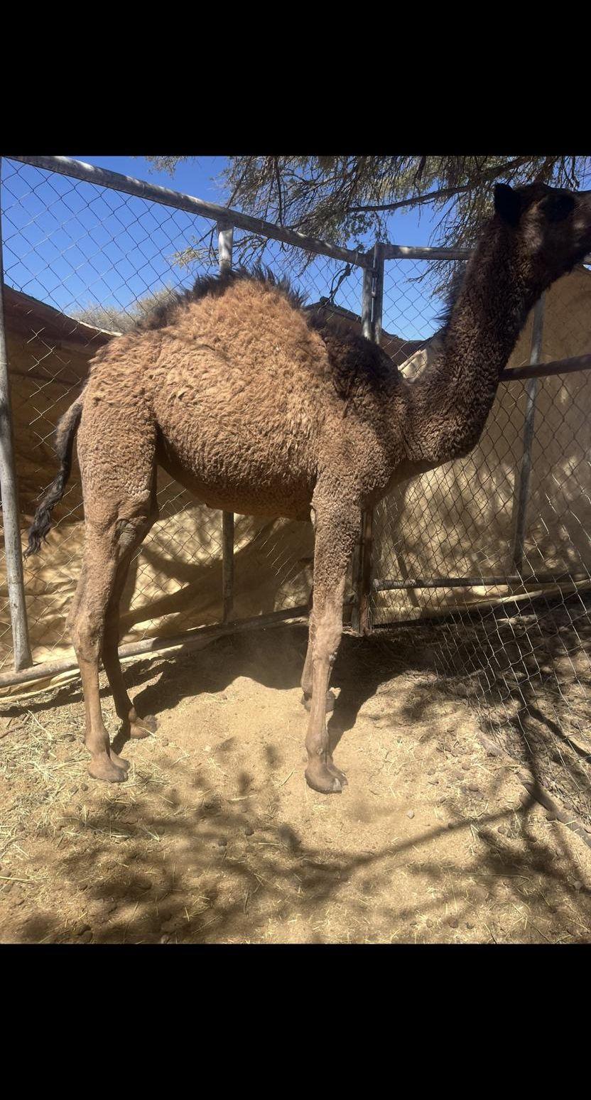 بكره مفروده للبيع