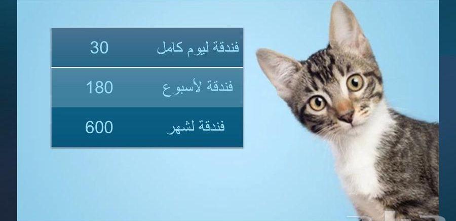 فندقة قطط في
