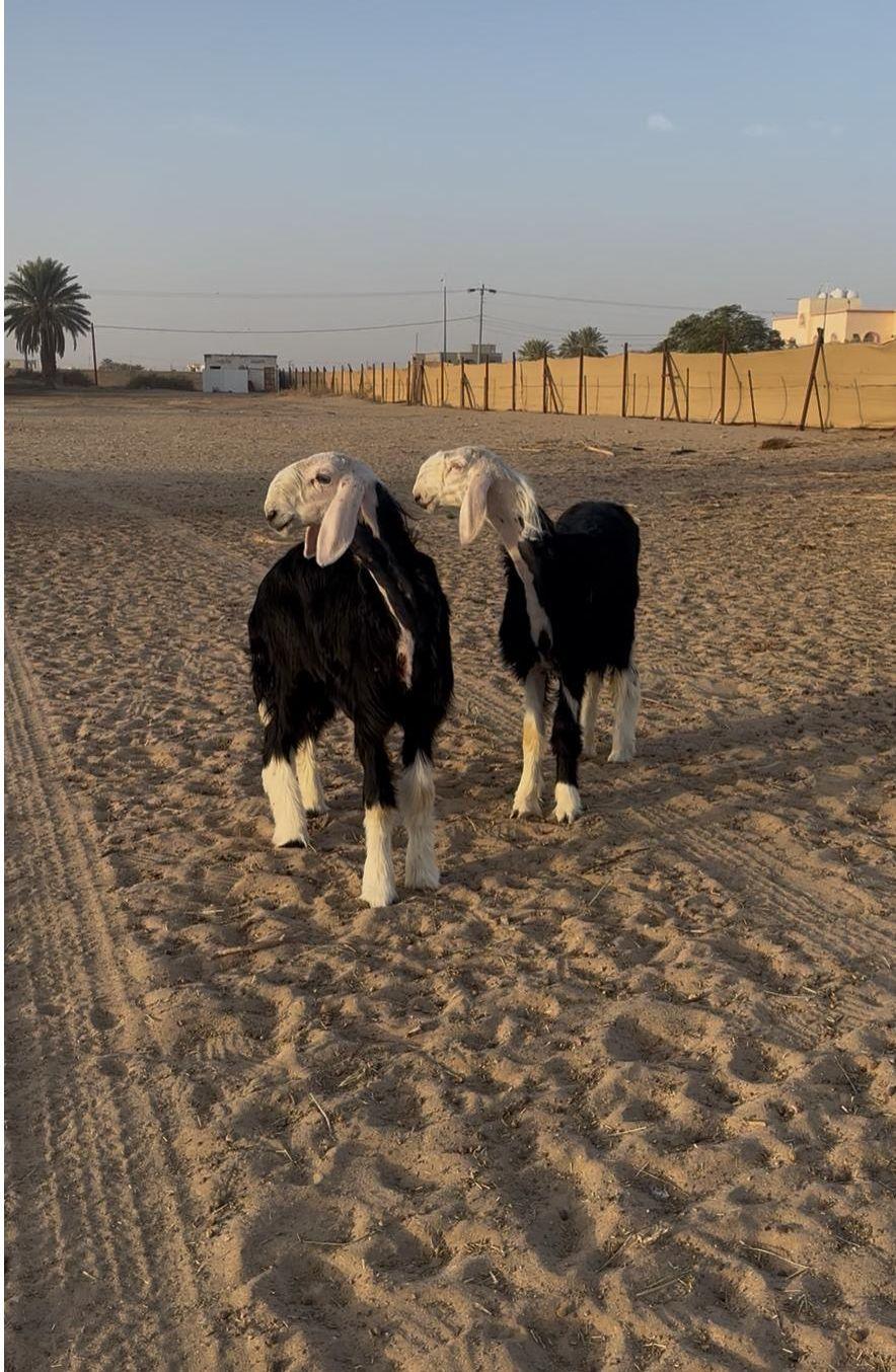 رخال صنف