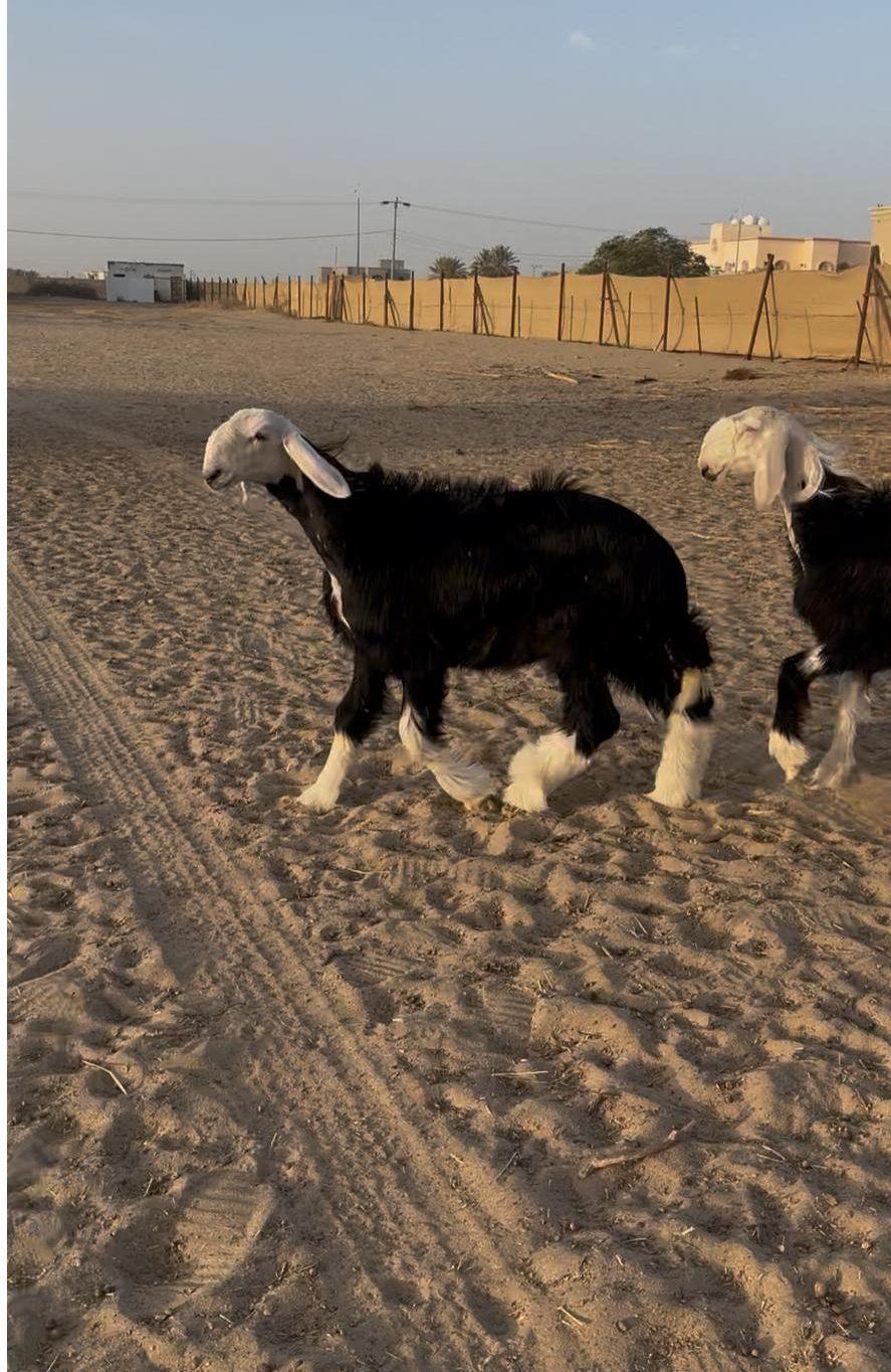 رخال صنف
