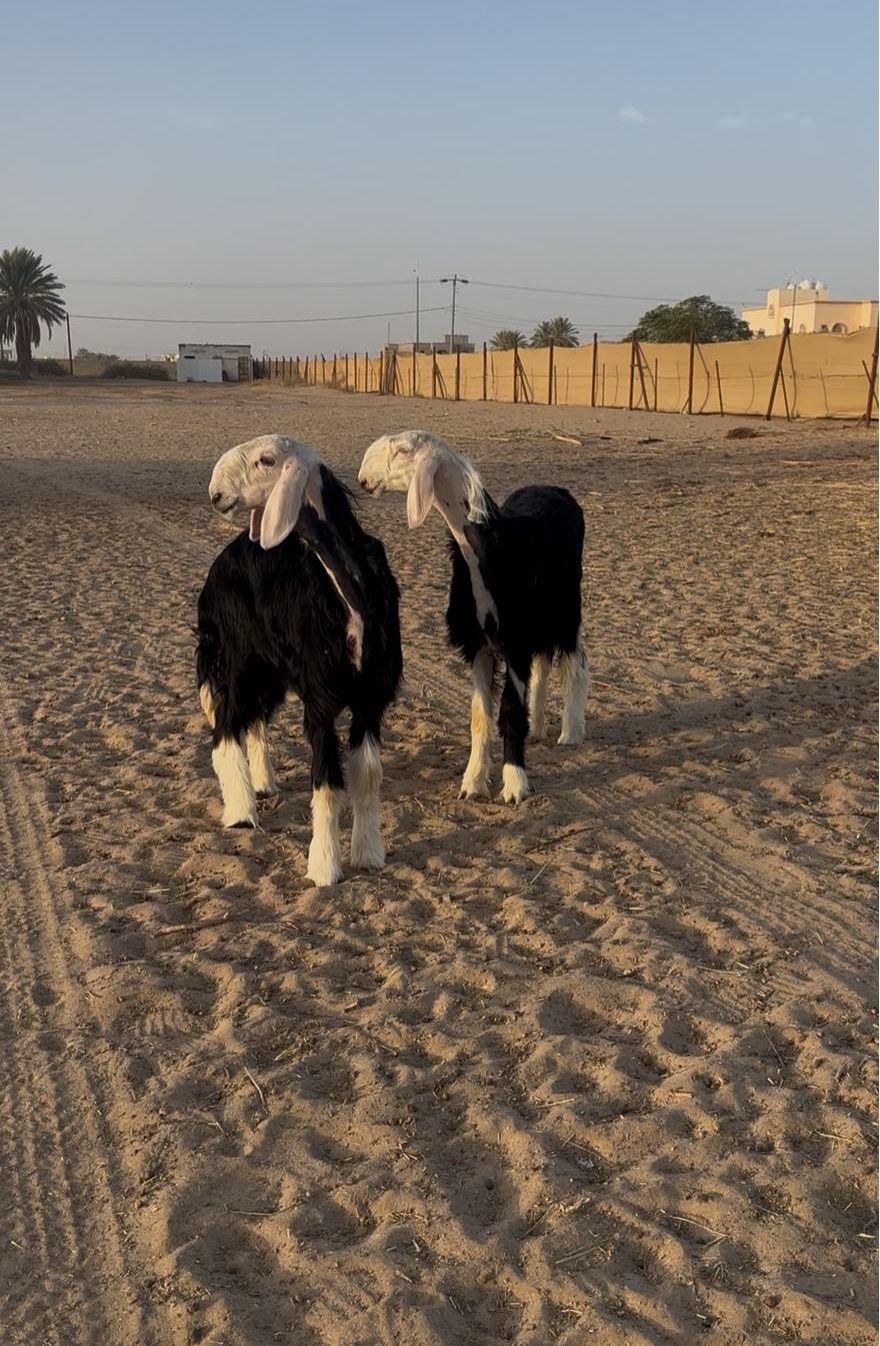 رخال صنف