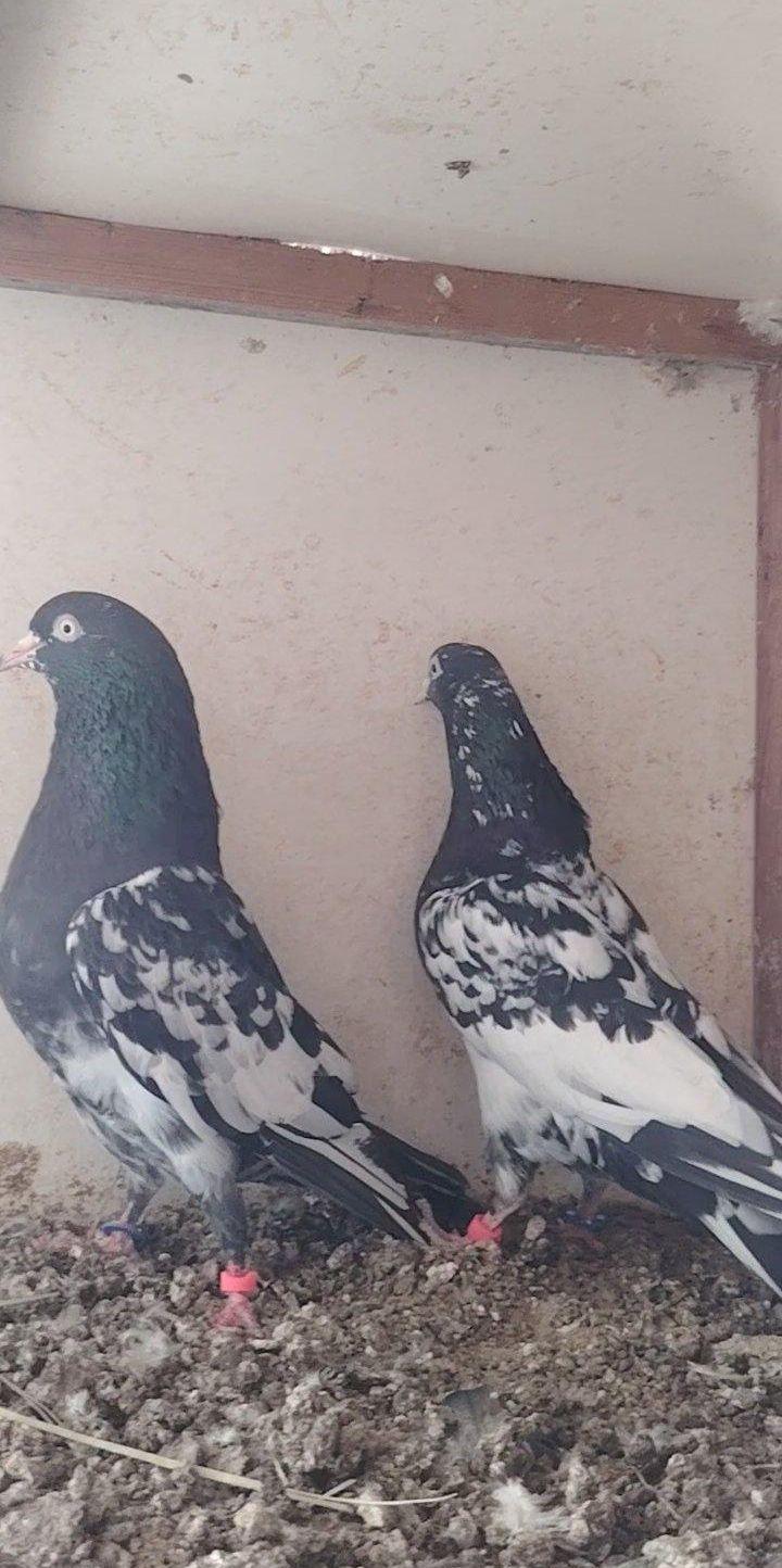 حمام باكستاني رامبوري