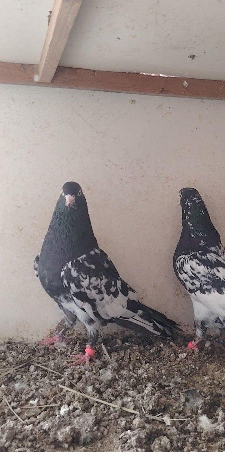 حمام باكستاني رامبوري