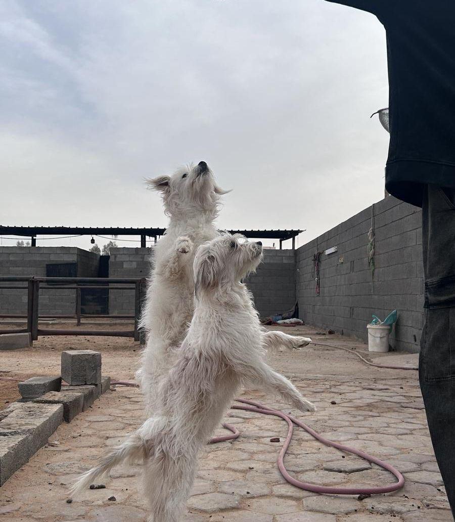 كلب مالتيز انثى