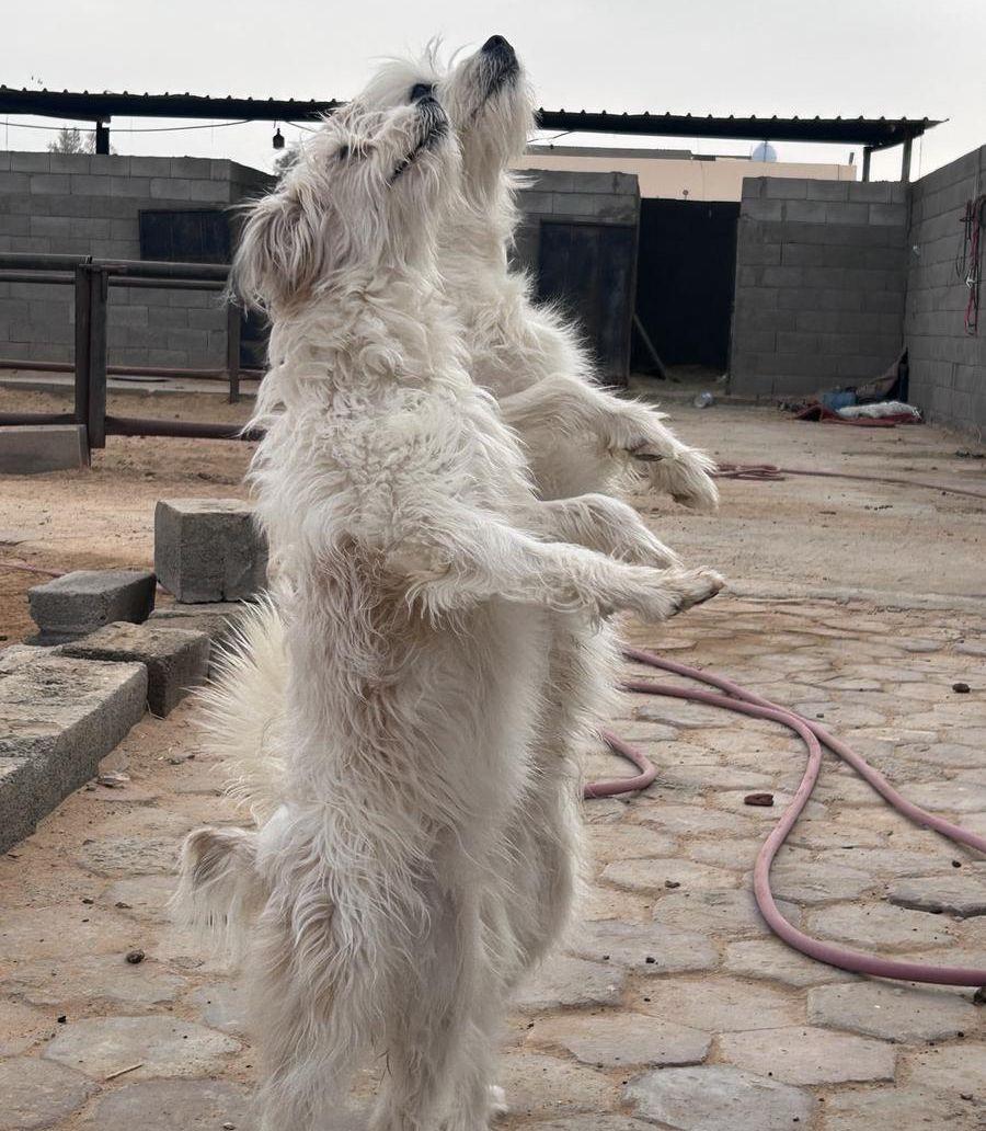 كلب مالتيز انثى